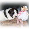 pups 2016 009